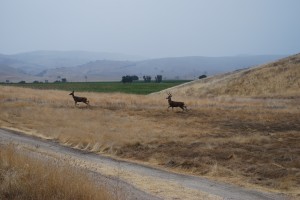 Whitetail Deer in a Field