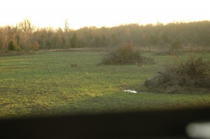 Whitetail in field