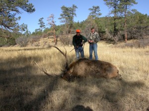 Elk in New Mexico