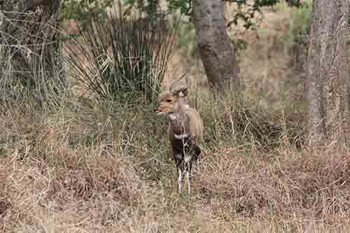 Bushbuck In The Reeds
