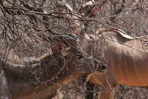 Kudu Hidden In Thorns
