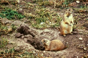  Prairie Dogs