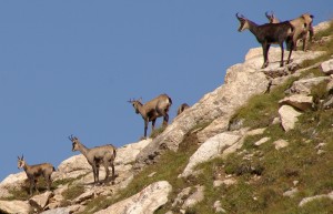 animals on mountain