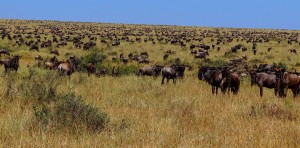 Wildebeest Migrating